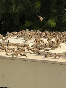 Bienen auf der Schwarmkiste Bienen auf der Schwarmkiste beim "Sterzeln".