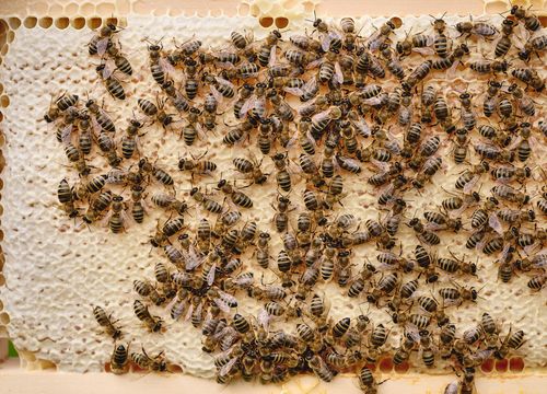 Zahlreiche Honigbienen auf einer hellen, überwiegend verdeckelten Honigwabe